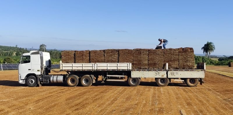 fornecedor de grama esmeralda