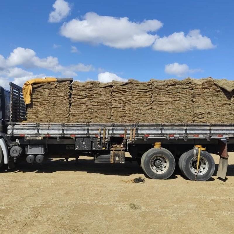 grama esmeralda em itapetininga